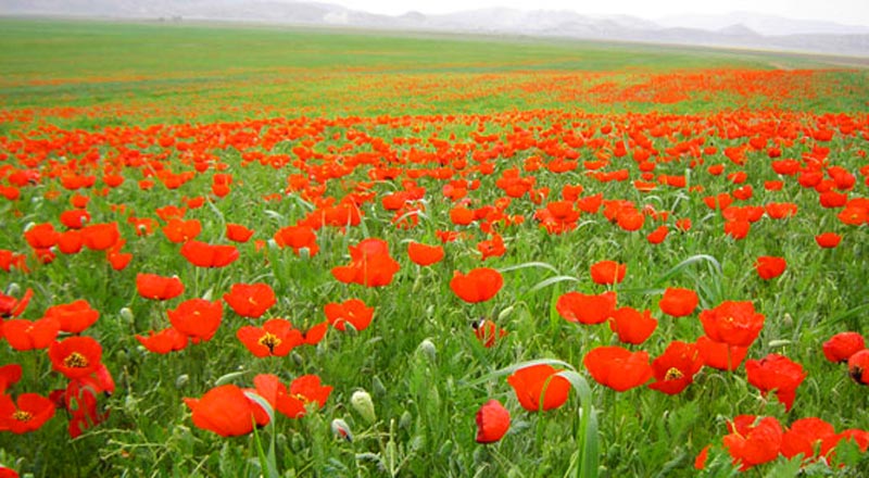 دشت شقایق کالپوش عکس ایسنا