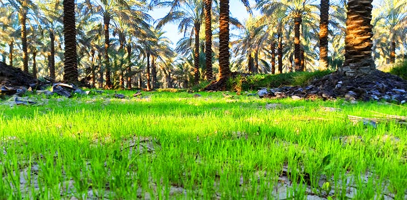 نخلستان‌های آبپخش عکس از صادق صداقت