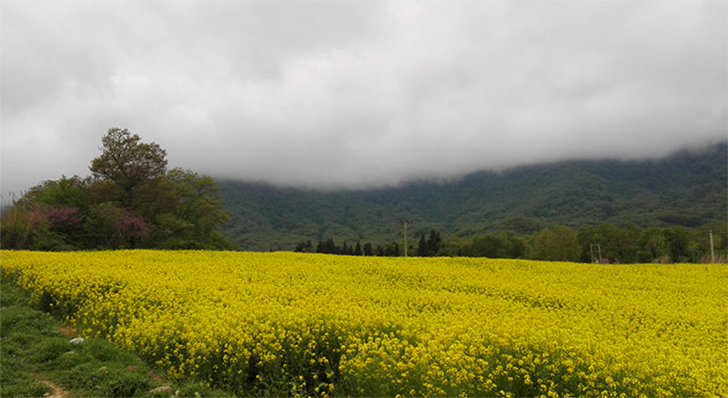 طبیعت رامیان عکس از افشین چالنگی